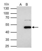Flotillin 1 antibody [C3], C-term