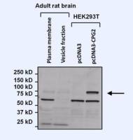 Nesprin 1 antibody [6A]