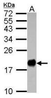 IFITM3 antibody