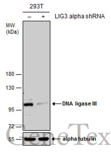 DNA ligase III antibody [C2C3], C-term