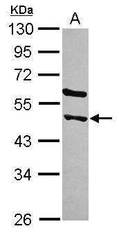 STAMBPL1 antibody [N3C3]