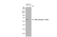 c-Myc (phospho Ser62) antibody [GT1295]