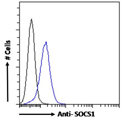 SOCS1 antibody, C-term