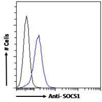 SOCS1 antibody, C-term