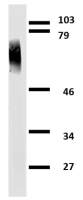 Clusterin antibody [Hs-3]