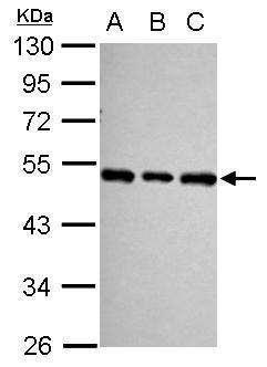 SF3B4 antibody