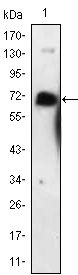 p75 NGF Receptor / CD271 antibody [2F1C2]