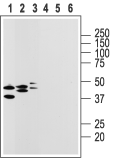 GPR105 antibody
