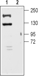 KCNT1 antibody
