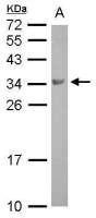 BOLL antibody