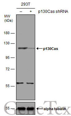 p130Cas antibody [N2C2], Internal