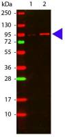 AKT (phospho Thr308) antibody