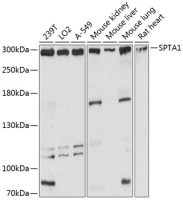 alpha 1 Spectrin antibody