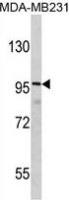 DLGAP1 antibody, N-term
