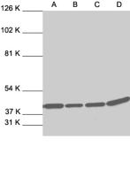 ERK2 antibody