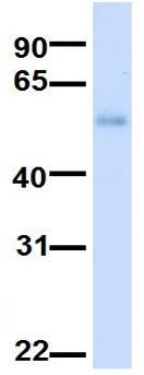 MANEA antibody, Internal
