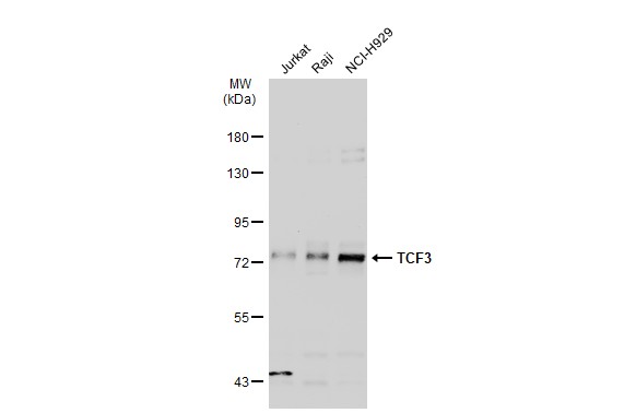 TCF3 / E2A antibody