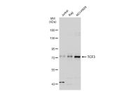 TCF3 / E2A antibody