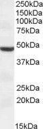 TMPRSS4 (aa245-57) antibody, Internal
