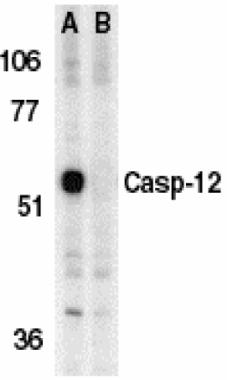 Caspase 12 antibody