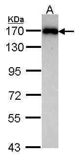 MAGI-2 antibody [C3], C-term