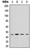 GTPBP5 antibody