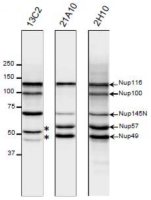 NUP98 antibody [21A10]
