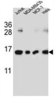 H2AFJ antibody