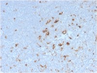 CD68 antibody [C68/2908R]
