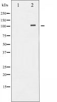Sodium/Potassium ATPase alpha 1 antibody