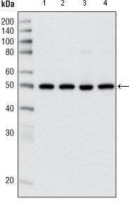 HDAC3 antibody [7G6C5]