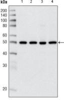HDAC3 antibody [7G6C5]