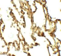 ATG4C antibody