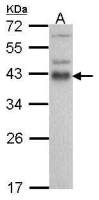 ATF1 antibody