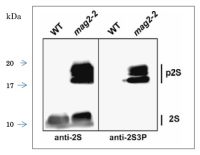 2S3 albumin precursor antibody