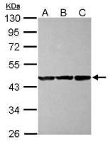 CBWD1 antibody [N2C3]