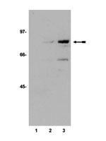 p53 (acetyl Lys373) antibody