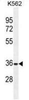 FOXI3 antibody