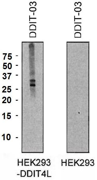 DDIT4L antibody [DDIT-03]