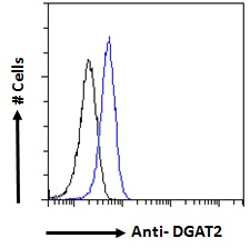 DGAT2 antibody, Internal