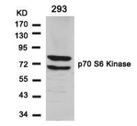 p70 S6K antibody