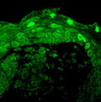 Cav1.3 antibody [S48A-9]