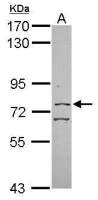 CGBP antibody