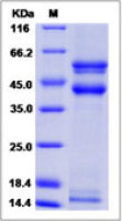 Mouse TGF beta 2 protein, His tag