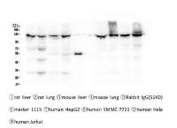 CRM1 antibody [5G3]