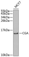 hCG alpha antibody