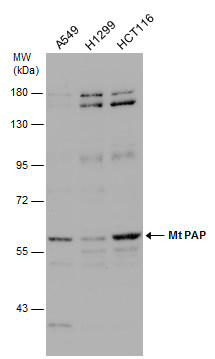 mtPAP antibody [N1C1]