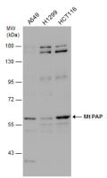 mtPAP antibody [N1C1]