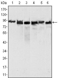 MLH1 antibody [4C9C7]