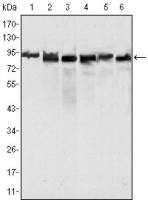 MLH1 antibody [4C9C7]